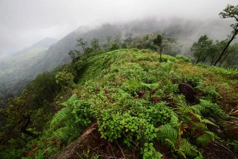 Rain forest Stock Photos