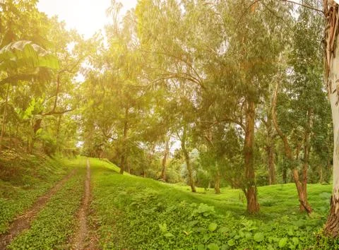 Rain-forest Stock Photos