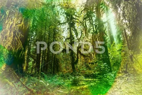 Rain forest Stock Photos