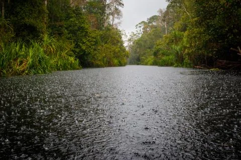 Rain in the forest Stock Photos