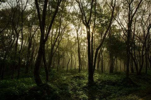 Rain Forest Stock Photos