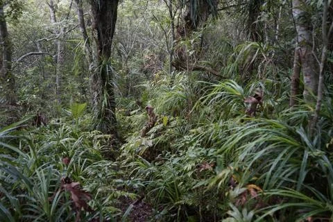 RAIN FOREST Stock Photos