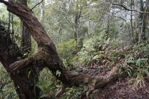 In the rain forest Stock Photos