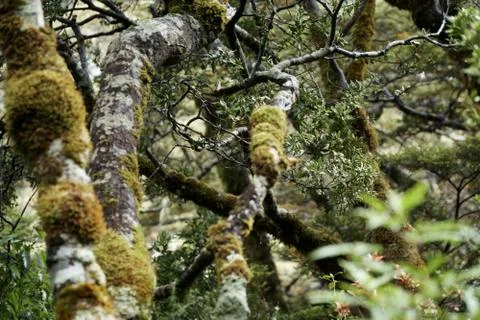 Rain forest Stock Photos