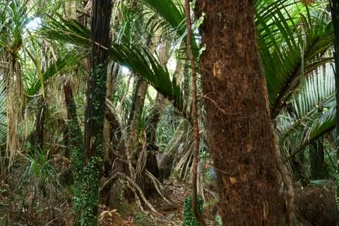 Rain forest Stock Photos