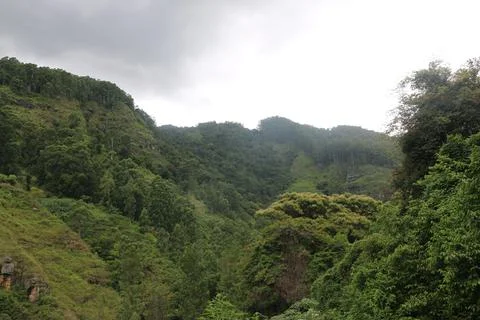 Rain forest Stock Photos