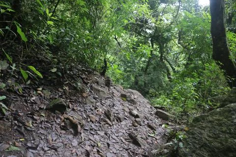 Rain forest Foto stock