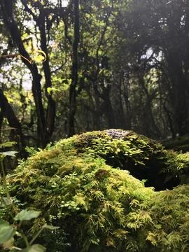Rain Forest Stock Photos