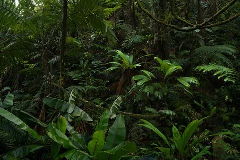 Rain forest Stock Photos