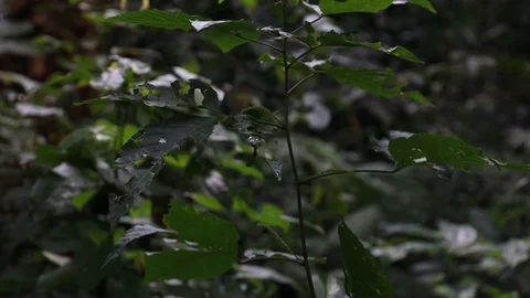 Rain Forest Plant Stock Footage 126995579
