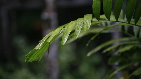 Rain on Forest Plants Stock Footage 84888942