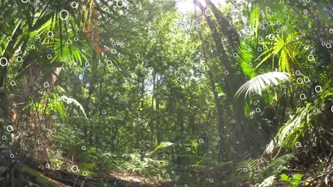 Rain forest plants making oxygen (O2) from carbon dioxide (CO2) photosynthesis Video stock 150912358