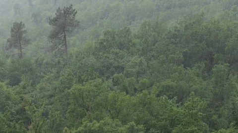 Rain forest. Rain falling on mountain forest, camera tilts up across forest roof Stock Footage 346409794