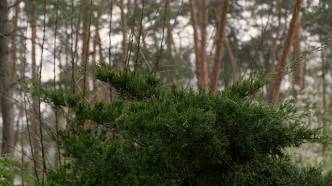 Rain in the forest. Rainy day in the park. Stock Footage 196244693