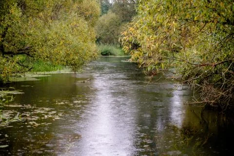 Rain on the forest river in Septembe 스톡 사진