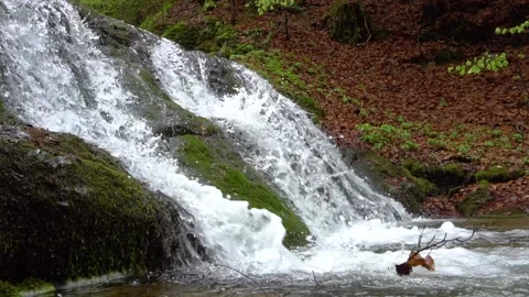 Rain forest riverwaterfall. Cascading waterfall in green forest. Stock-Footage 150595264
