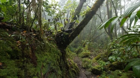 Rain forest short  Stock Footage 80395726