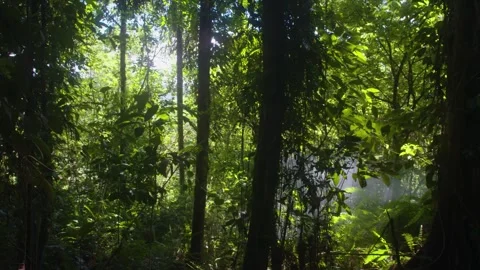 Rain forest shot 2 Video stock 288237218