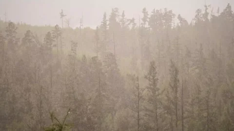 Rain in the forest Siberia Stock Footage 260957321
