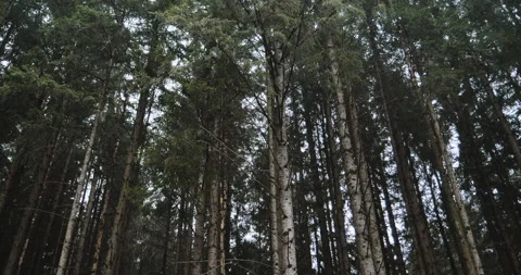 Rain in the forest, a slight rise of the camera to the sky Stock Footage 152721684