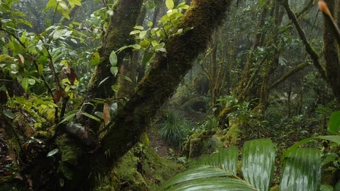 Rain forest sneek peek Stock Footage 80395823