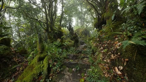 Rain forest stairs Stock Footage 80396211