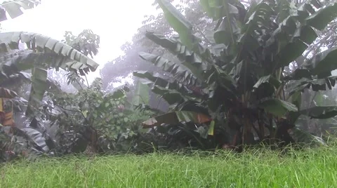Rain forest in the storm Video stock 60746045