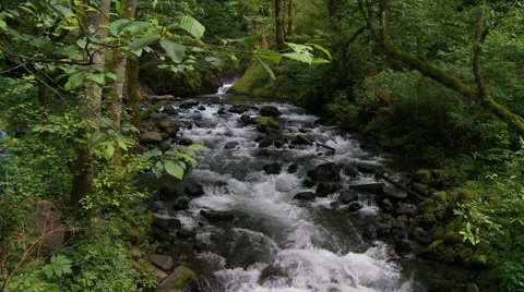 Rain forest stream Stock Footage 1054368
