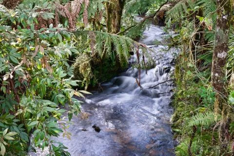 Rain forest stream Stock Photos