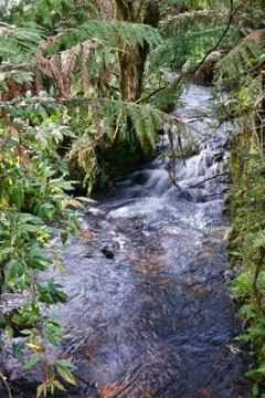 Rain forest stream Stock Photos