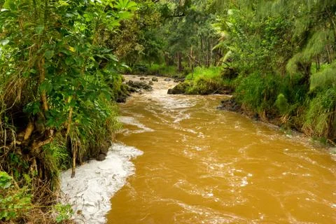 Rain Forest Stream Stock Photos