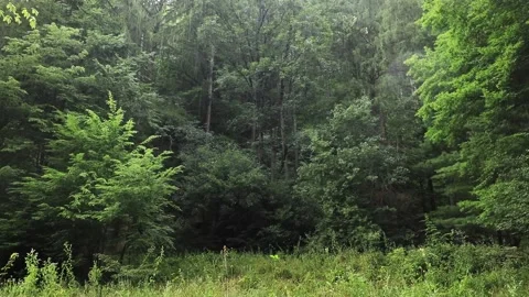 Rain in the forest. Summer rainy day in the woods Video stock 203950049