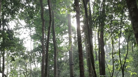 Rain forest sunbeam. Dolly shot Stock Footage 79298603