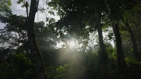 Rain forest Sunlight peering through the Trees Stock Footage 288851221