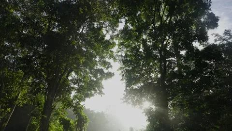 Rain forest Sunlight through the trees 動画素材 288851219