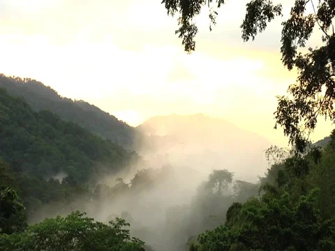 Rain Forest Sunrise Timelapse3 Stock Footage 2112086