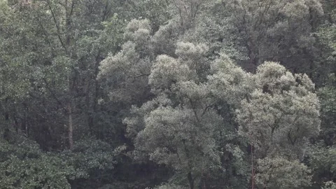 Rain in the forest tilt down movement Stock Footage 231909746