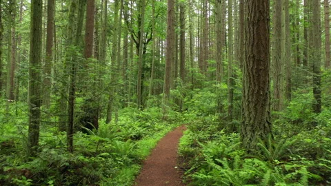 Rain Forest Trail in the Pacific Northwest Stock Footage 132457862