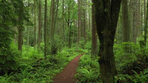 Rain Forest Trail in the Pacific Northwest Stock Footage 132460133
