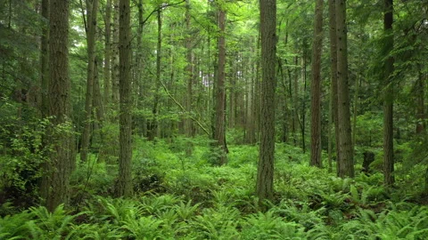 Rain Forest Trail in the Pacific Northwest Stock Footage