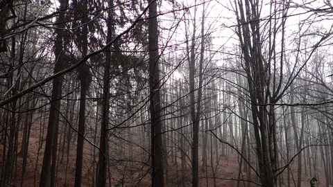 Rain in the forest. Transcarpathia Stock Footage 70736959