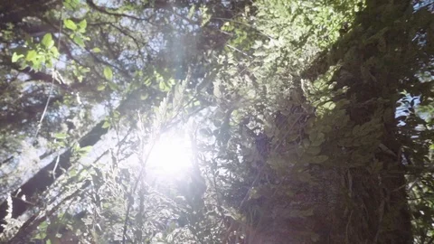 Rain forest tree Stock Footage 101929662