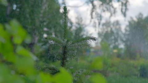 Rain in the forest on the tree in motion Stock-Footage 135278562