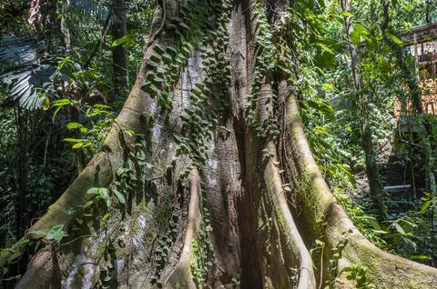 Rain forest tree rots branches with lush green environment around Stock Photos