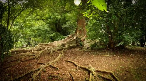 Rain forest trees and its environment fresh green color to refresh mind in .. Stock Photos