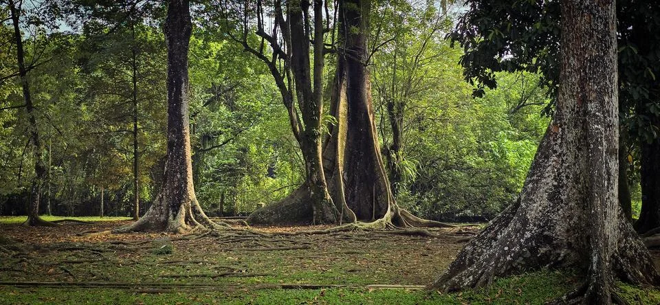 Rain forest trees and its environment fresh green color to refresh mind in .. Stock Photos