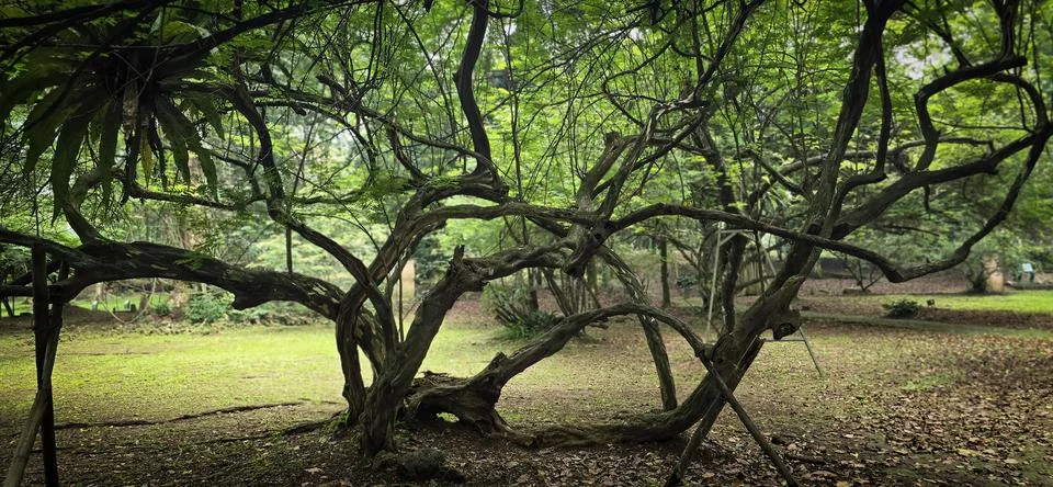 Rain forest trees and its environment fresh green color to refresh mind in .. Stock Photos