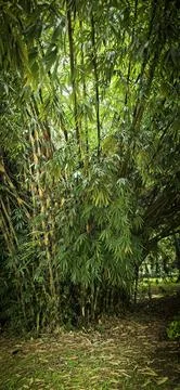 Rain forest trees and its environment fresh green color to refresh mind in .. Stock Photos