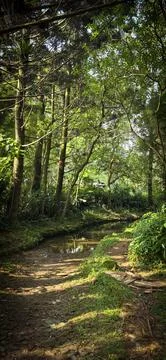 Rain forest trees and its environment fresh green color to refresh mind in .. 스톡 사진