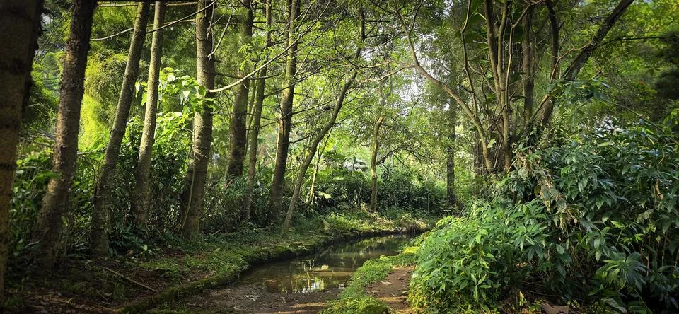 Rain forest trees and its environment fresh green color to refresh mind in .. 스톡 사진